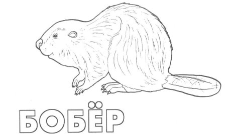 Бобер раскраска для детей