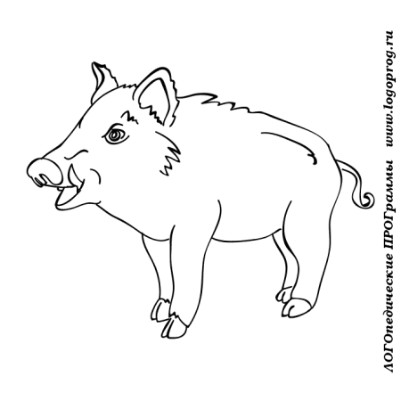 Дикий кабан