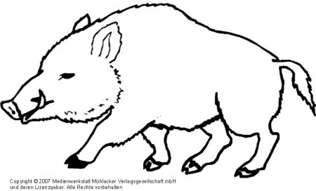 Кабан раскраска