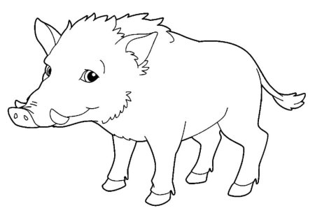 Кабан раскраска для детей