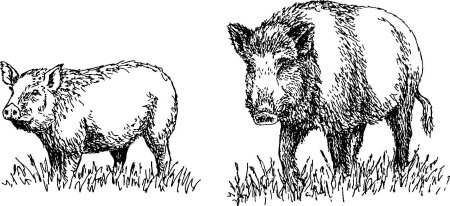 Морда кабана