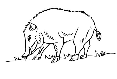 Раскраска бородавочник для детей