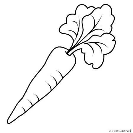 Морковь раскраска