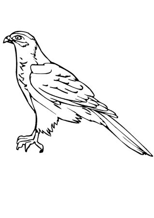 Ястреб раскраска для детей