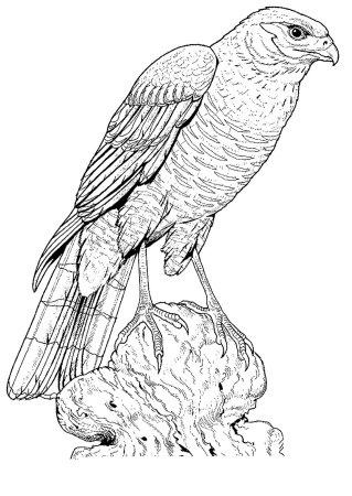 Ястреб тетеревятник раскраска