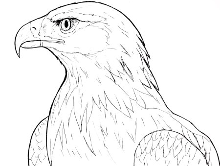 Ястреб раскраска