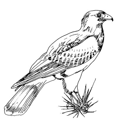 Сокол раскраска