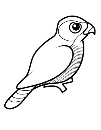 Ястреб раскраска для детей