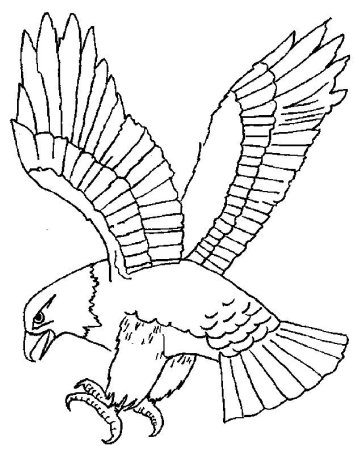 Птица Скопа раскраска для детей