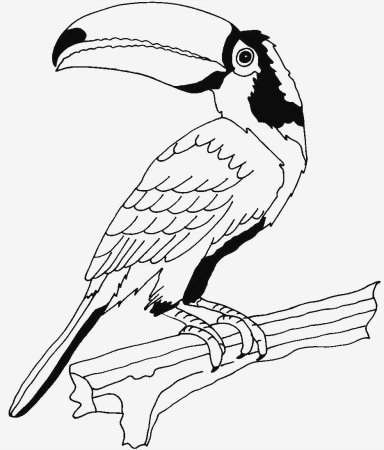 Тукан черно белый