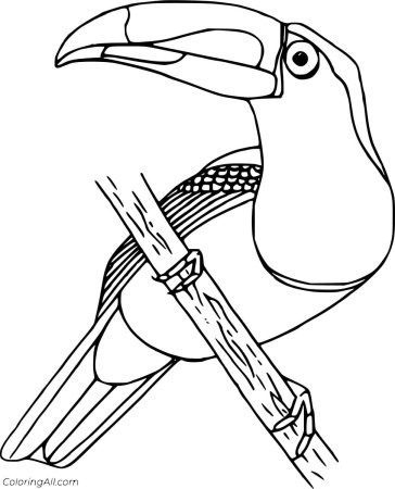 Тукан раскраска для детей