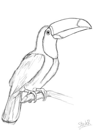 Раскраска для детей 4 лет Тукан