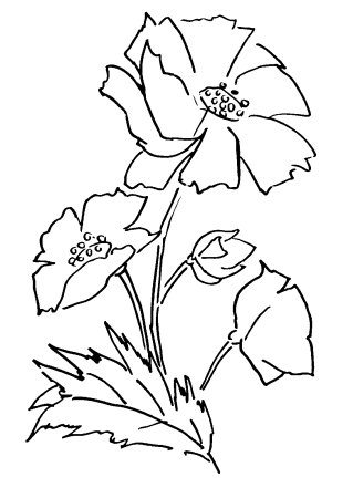 Мак раскраска для детей