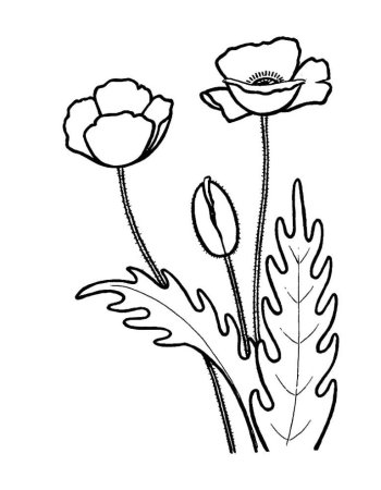 Мак раскраска