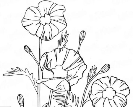 Мак раскраска