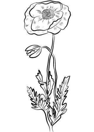 Раскраска Мак цветок
