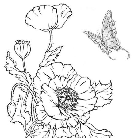 Мак раскраска