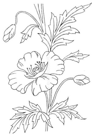 Мак раскраска