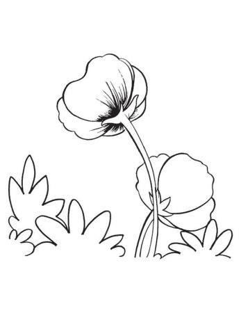 Раскраска Мак цветок