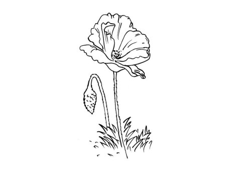 Мак раскраска