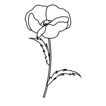 Раскраска маки цветы
