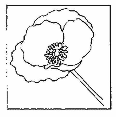 Маки раскраска
