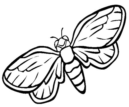 Насекомое Светлячок раскраска