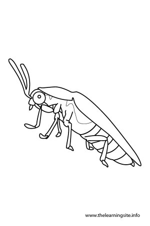 Пчёлки раскраски для детей много