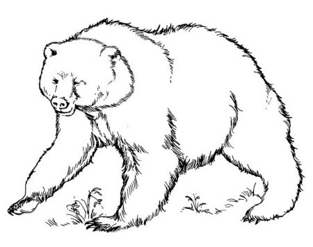 Раскраска. Медвежонок