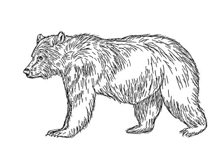 Медведь раскраска