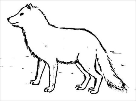 Песец рисунок