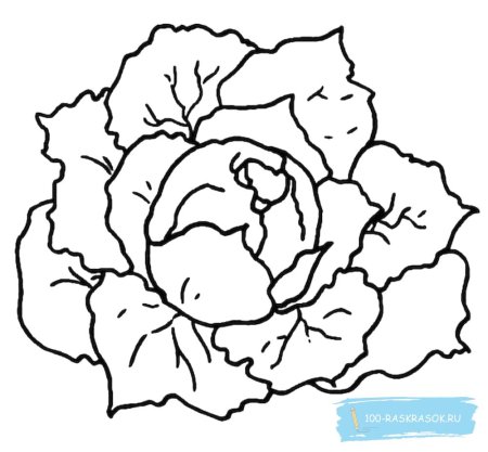 Капуста рисунок для детей