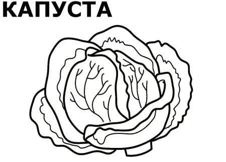 Капуста шаблон