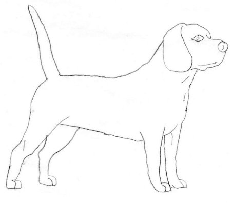 Раскраски собачки Бигль