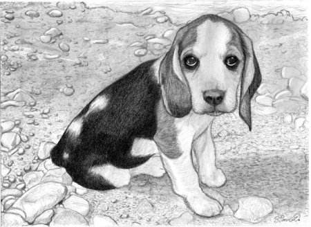 Раскраска Бигль щенок