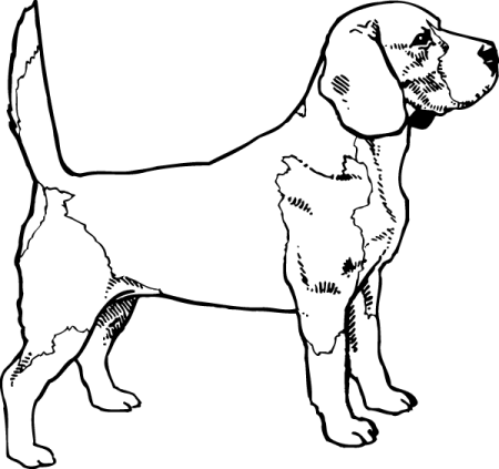 Раскраска собаки породы Бигль
