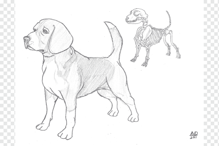 Порода собак Бигль рисунок