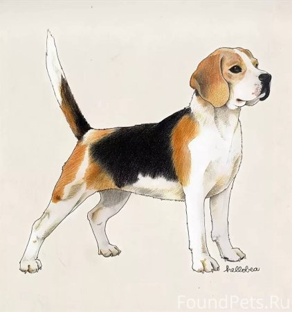 Порода собак Бигль рисунок