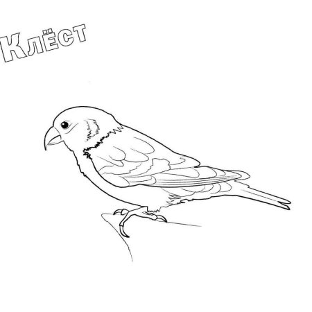 Клёст-еловик контур