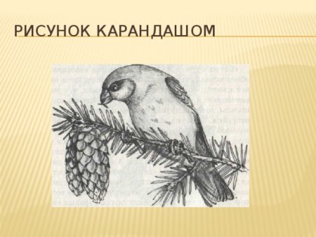 Клёст-еловик раскраска