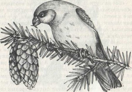 Клест для раскрашивания