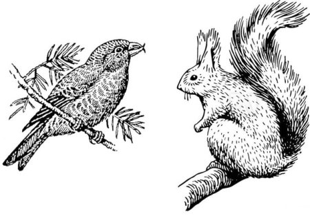 Клест еловик рисунок