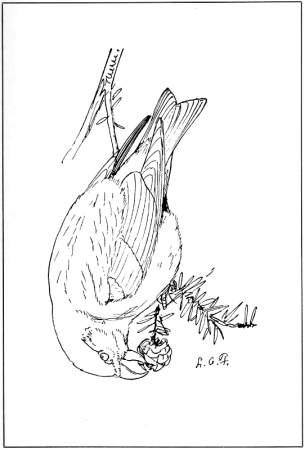 Клест раскраска