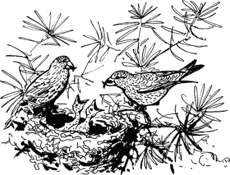 Клёст-еловик раскраска