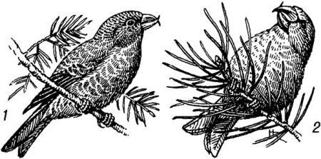 Клёст птица раскраска