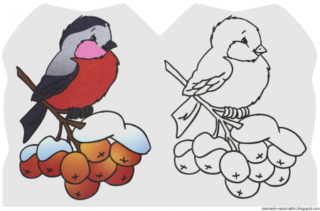 Снегирь раскраска для малышей