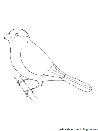 Снегирь раскраска