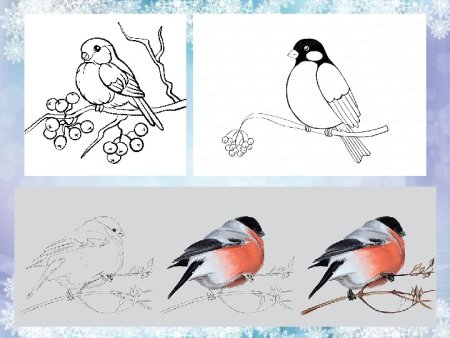 Раскраска птицы Снегирь