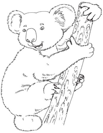 Раскраски коала милая