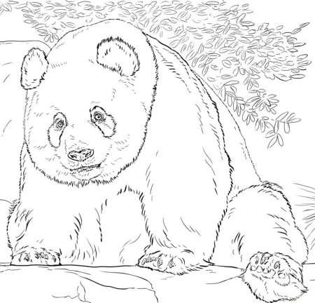 Раскраски милые пандочки